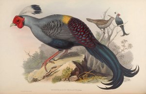 Diardigallus praelatus = Lophura diardi de John Gould